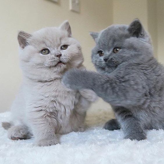 Lopp explique comportement chat